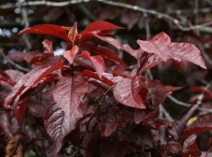 prunus-cerasifera-pissardii