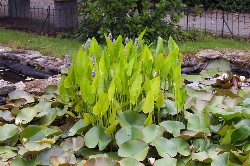 3 secretos increíbles sobre las plantas