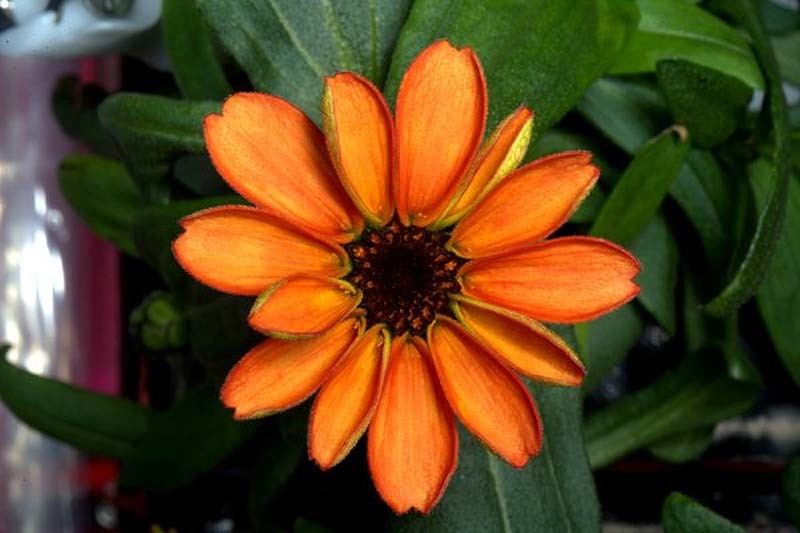 La primera flor que nace en el espacio