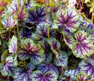 Heucheras Heucheras
