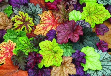 Heucheras: color en el jardín