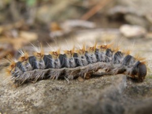 procesionaria procesionaria