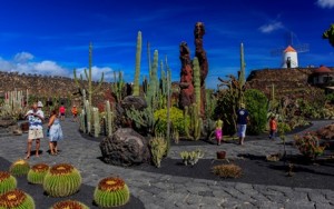 CT-Cactus-07@2x