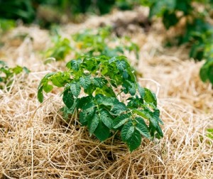 Mulching