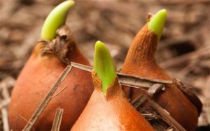 bulbs_2740548b