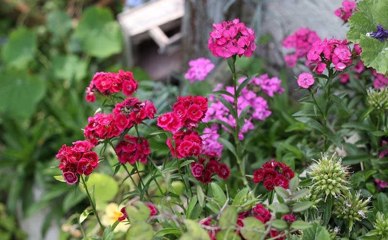 consejos para plantas de de exterior