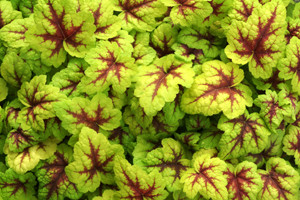 Heucheras Heucheras