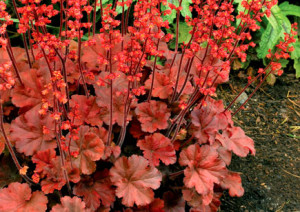 Heucheras Heucheras