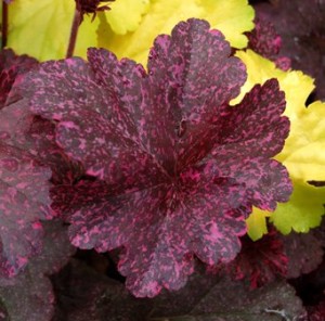 Heucheras Heucheras
