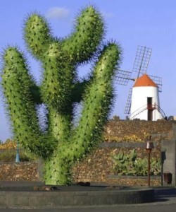 jardin_de_cactus