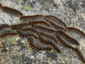 procesionaria procesionaria