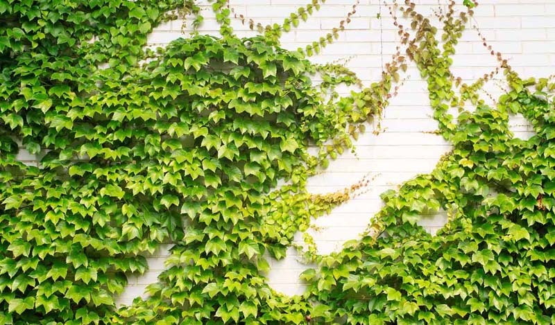 Características de las plantas trepadoras