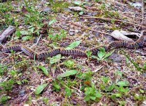 procesionaria procesionaria