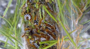 procesionaria procesionaria