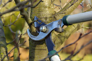 pruning-feb