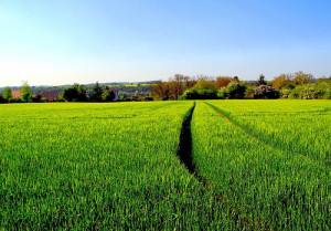 La primavera y el gen PIF4 La primavera y el gen PIF4