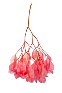 Begonia Tamaya Begonia Tamaya