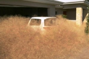 hierba peluda de Wangaratta