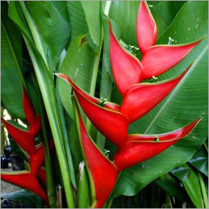 Heliconias