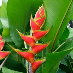 Heliconia Wagneriana