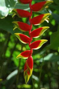 Heliconias