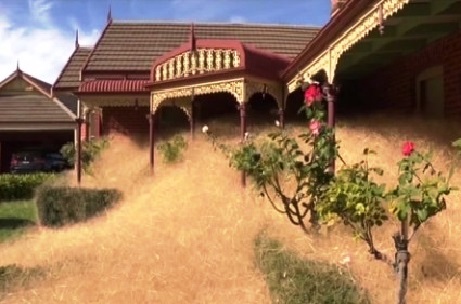 Hierba peluda de Wangaratta