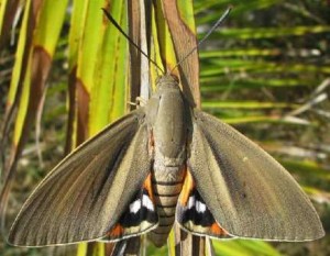 Paysandisia-archon-sommieres-1
