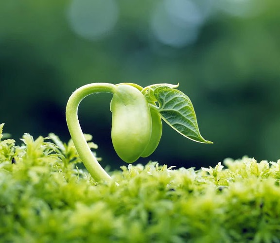 La primavera y el gen PIF4