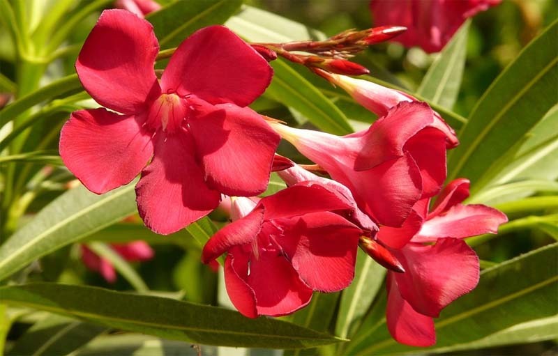 Las plantas más venenosas del mundo