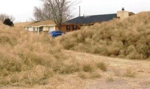 hierba peluda de Wangaratta