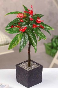 Begonia Tamaya Begonia Tamaya
