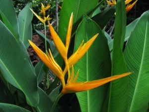 Heliconias