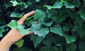 plantas que purifican el aire plantas que purifican el aire