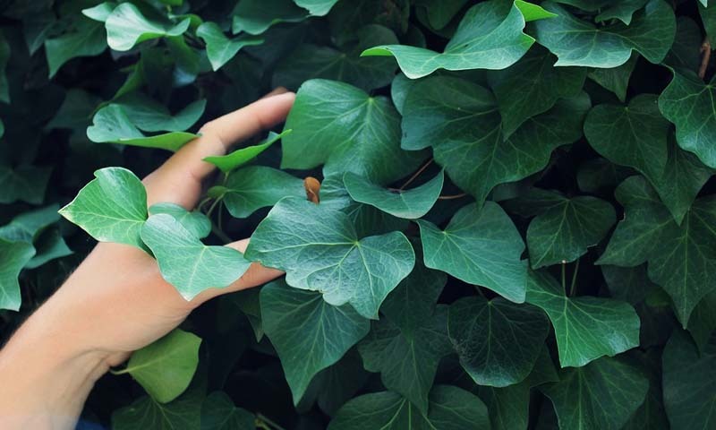 3 plantas que purifican el aire