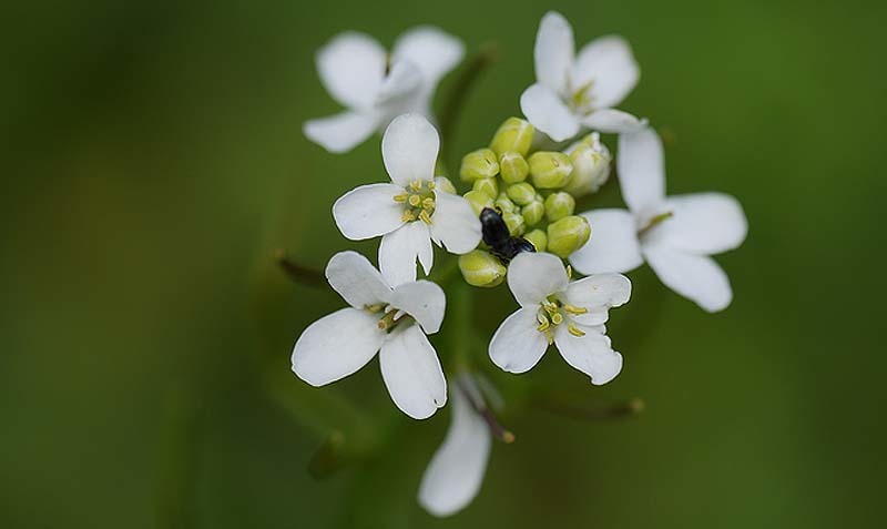 ¿Por qué  florecen las flores en primavera?