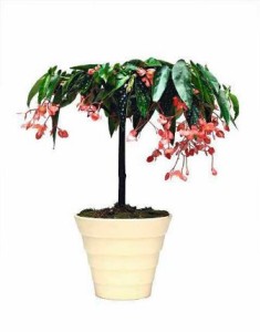 Begonia Tamaya Begonia Tamaya