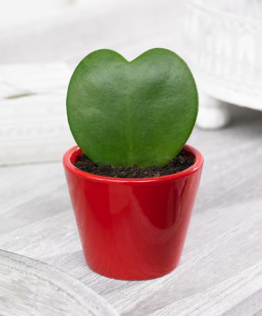 Hoya Kerrii o cactus corazón