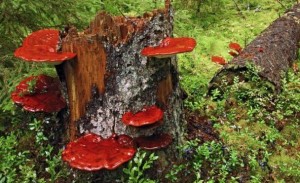 _8380057_c0057694-reishi_fungus-spl