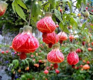 Abutilon striatum.  Abutilón variegado (Brasil)