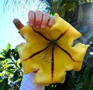 Golden_Chalice_Vine.1