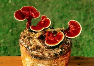 Reishi-Kit-1