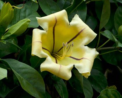 Solandra máxima: trompetero gigante o copa de oro