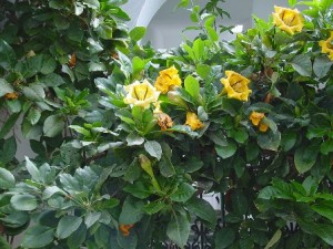 Solandra_maxima_A