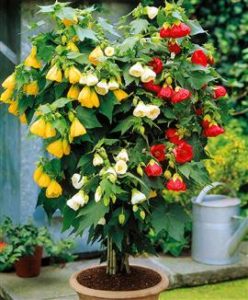 abutilon