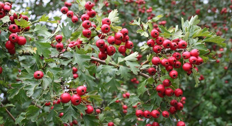 Precaución con los frutos en primavera