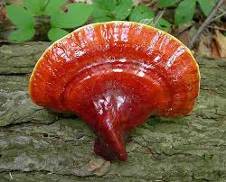 Reishi, un hongo con muchas propiedades