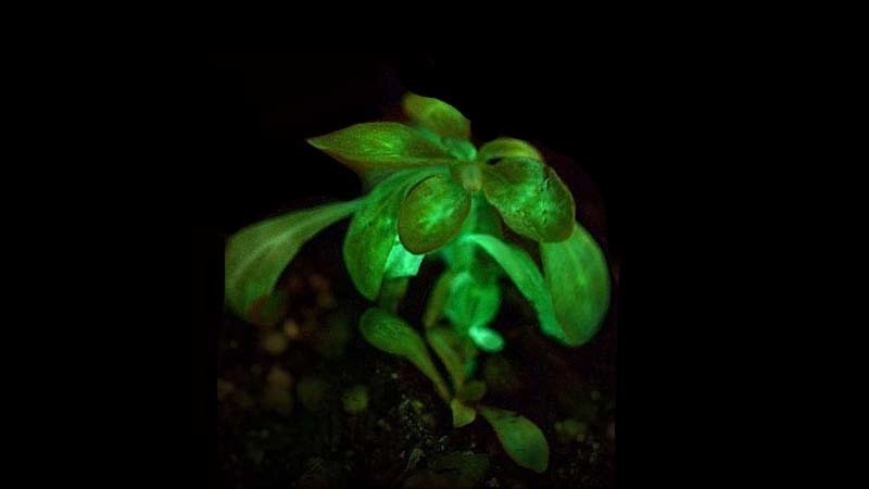 Plantas auto luminiscentes, la última tendencia