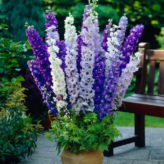 Delphinium