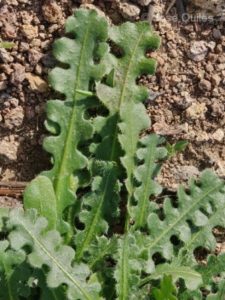 Limonium_sinuatum-hojas