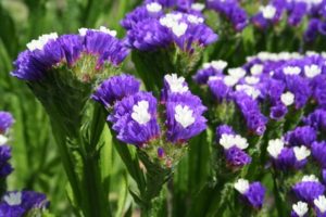 Limonium_sinuatum_6926_4